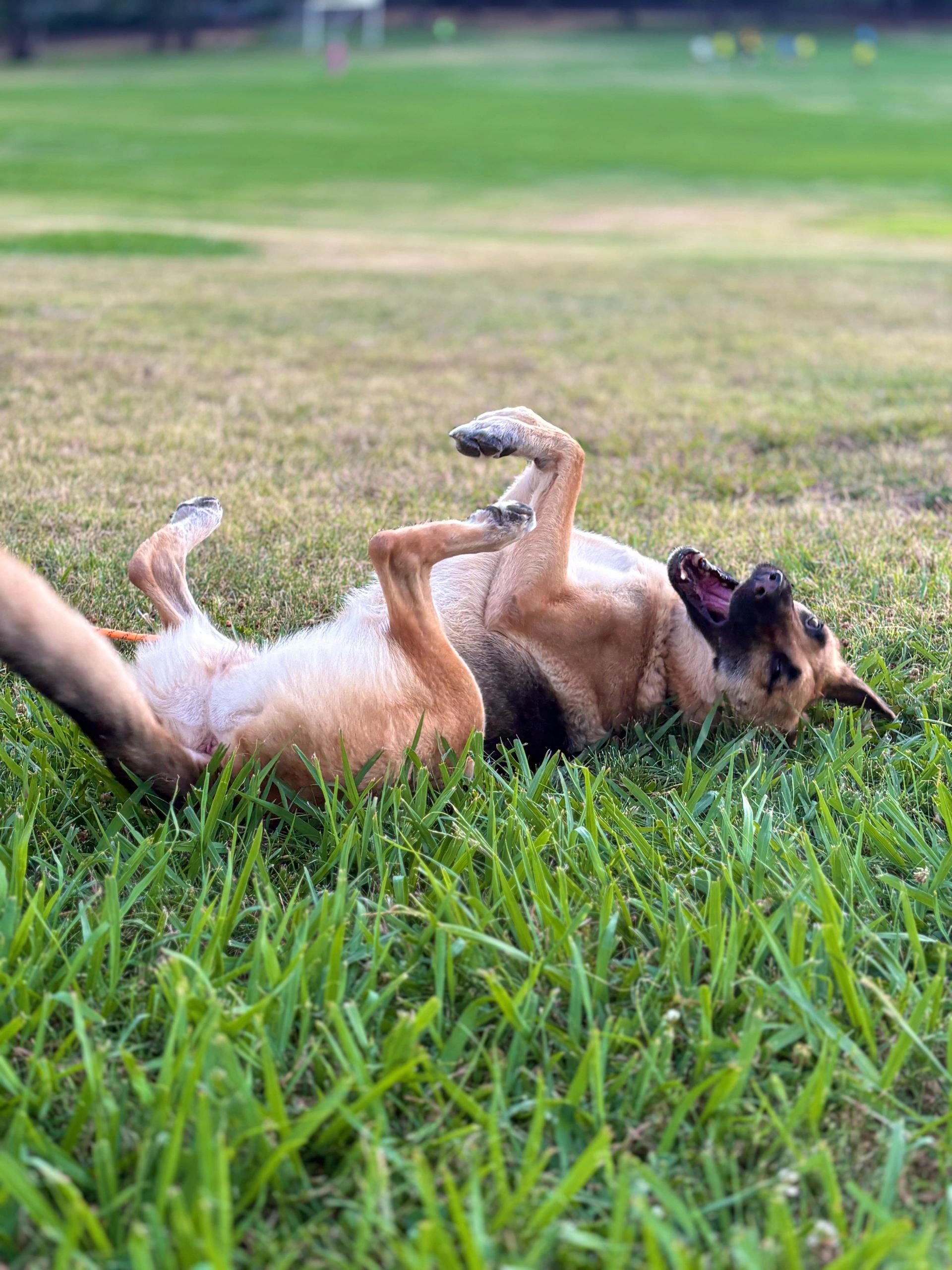 Angie rolling in the grass