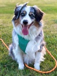 Australian Shepherd in teal harness