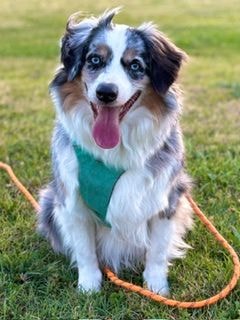Dog with striking blue eyes