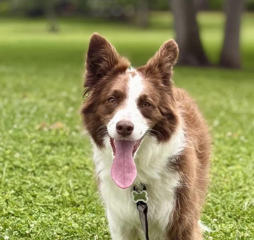 Brown and white Corgi on the grass