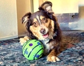 Maple playing with a ball